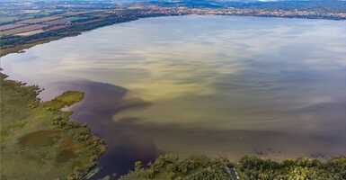 Balaton algás